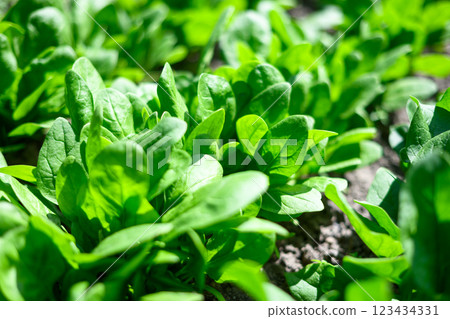 Juicy green baby spinach in an sunny organic garden bed 123434331