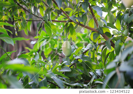 Fresh of unripe green mango fruit on the mango tree. Natural and organic high vitamin fruit from nature. Mangifera Indica L. mango fruit Fresh of unripe green mango fruit on the mango tree. Natural and organic high vitamin fruit from nature. Mangifera Indica L. mango fruit 123434522