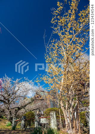 Wintersweets blooming in the plum garden at Zuiunji Temple Wintersweets blooming in the plum garden at Zuiunji Temple 123434544
