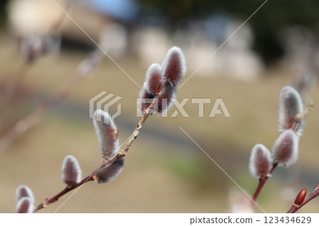 冬季公園盛開的紅色和銀色的柳樹花穗 123434629