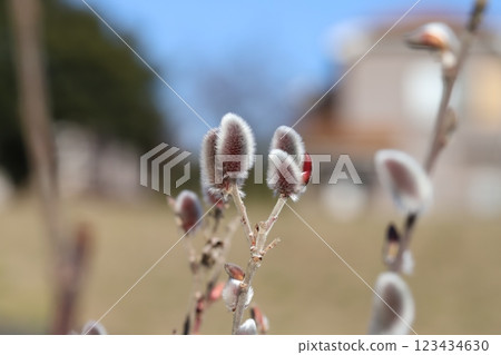 The red and silver-haired flower spikes of pussy willow blooming in a park in winter 123434630