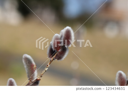 冬季公園盛開的紅色和銀色的柳樹花穗 123434631
