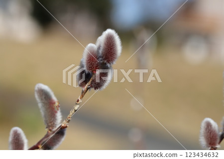 The red and silver-haired flower spikes of pussy willow blooming in a park in winter The red and silver-haired flower spikes of pussy willow blooming in a park in winter 123434632
