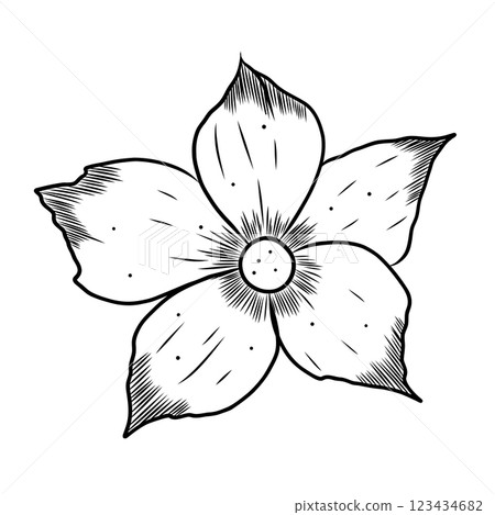 Meadow flower. Vector illustration. Hand-drawn graphics. Isolated on a white background. Botanical illustration for print, design 123434682