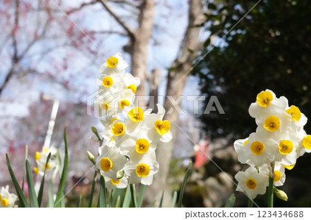 Adorable bunches of daffodils 123434688