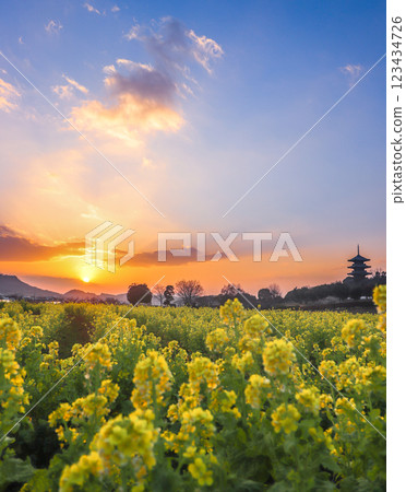 Sunset and rape blossoms 123434726