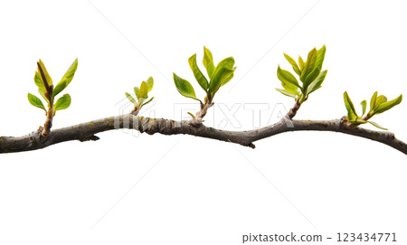 Natural green branch of a tree 123434771
