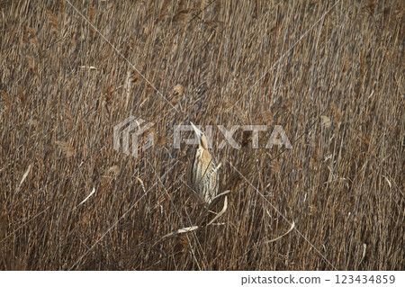 Eurasian bittern or great bittern (Botaurus stellaris) Eurasian bittern or great bittern (Botaurus stellaris) 123434859