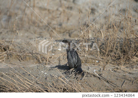 The pygmy cormorant (Microcarbo pygmaeus) The pygmy cormorant (Microcarbo pygmaeus) 123434864