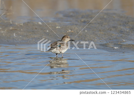 Eurasian teal (Anas crecca) Eurasian teal (Anas crecca) 123434865