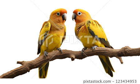 Couple of Sun Conure Parrot perching on a branch, white background, isolated, png, transparent, clipart, transparent background, cutout, cut-out Couple of Sun Conure Parrot perching on a branch, white background, isolated, png, transparent, clipart, transparent background, cutout, cut-out 123434953