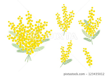 Set of mimosa flowers_vector illustration 123435012
