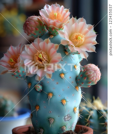 Blooming cactus in pot on blurred background. 123435037