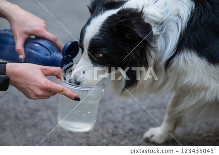 Border Collie dog drinks on a walk. Border Collie dog drinks on a walk. 123435045