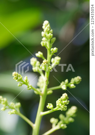 Mango blossoms are blooming before fruiting.The mango bouquet of mango flower is bloom in the nature Mango blossoms are blooming before fruiting.The mango bouquet of mango flower is bloom in the nature 123435054