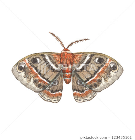 Watercolor moth grey-brown isolated on a white background. Illustration of an insect with an ornament, butterflies. Ideal for botanical, vintage-style prints, stationery, tattoos, textile patterns. Watercolor moth grey-brown isolated on a white background. Illustration of an insect with an ornament, butterflies. Ideal for botanical, vintage-style prints, stationery, tattoos, textile patterns. 123435101