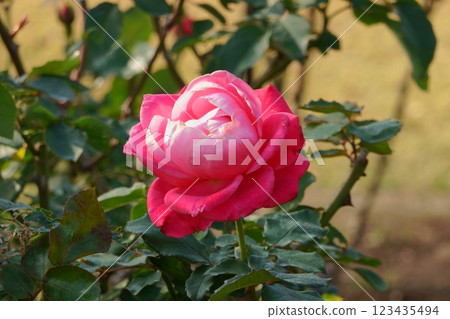 單朵玫瑰花 123435494