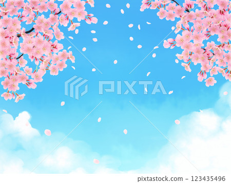 Background material of cherry blossoms in full bloom 123435496