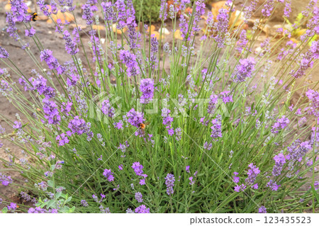 Lavandula is blooming in sunny day. Purple blooming flower in summer. Lavandula grows in meadow. Cottage garden. 123435523