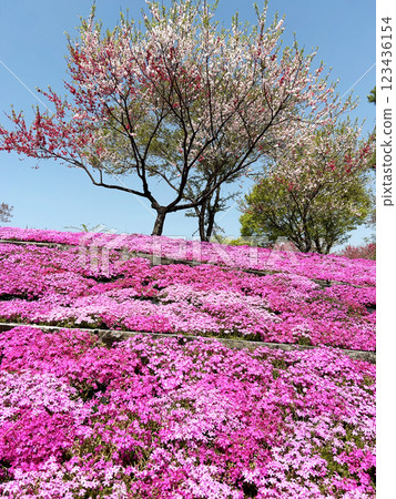 Moss phlox and peach blossoms in full bloom 123436154