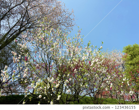 Hanamomo shining in the blue sky 123436155