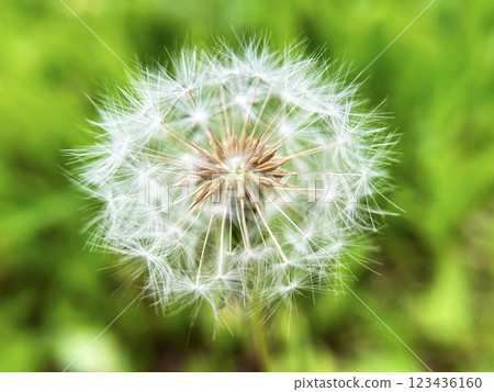 Up of dandelion's fluff Up of dandelion's fluff 123436160