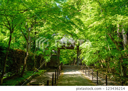 Maple-leaf approach to the shrine surrounded by fresh greenery Maple-leaf approach to the shrine surrounded by fresh greenery 123436214