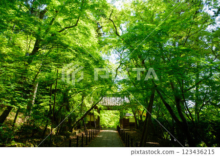Maple-leaf approach to the shrine surrounded by fresh greenery Maple-leaf approach to the shrine surrounded by fresh greenery 123436215