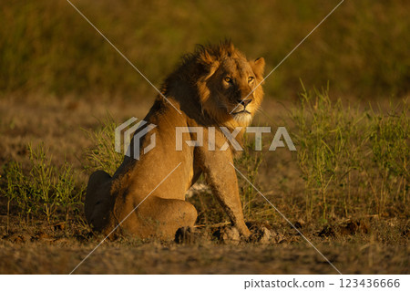 Male lion with catchlight sits turning head Male lion with catchlight sits turning head 123436666