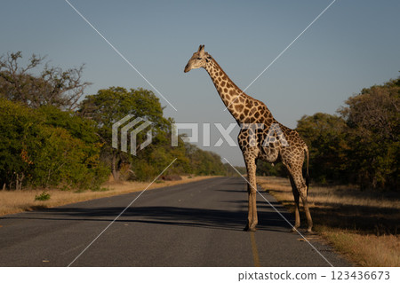 Male southern giraffe pauses before crossing road Male southern giraffe pauses before crossing road 123436673