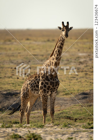 Male southern giraffe stands staring at camera Male southern giraffe stands staring at camera 123436674