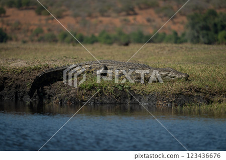 Nile crocodile lies on riverbank in sun Nile crocodile lies on riverbank in sun 123436676