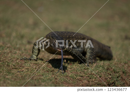 Nile monitor on grass flicking out tongue 123436677