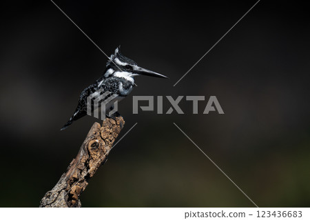 Pied kingfisher in profile on tree stump Pied kingfisher in profile on tree stump 123436683