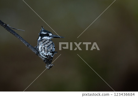 Pied kingfisher on diagonal branch twisting head Pied kingfisher on diagonal branch twisting head 123436684