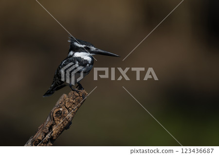 Pied kingfisher watches camera on tree stump Pied kingfisher watches camera on tree stump 123436687