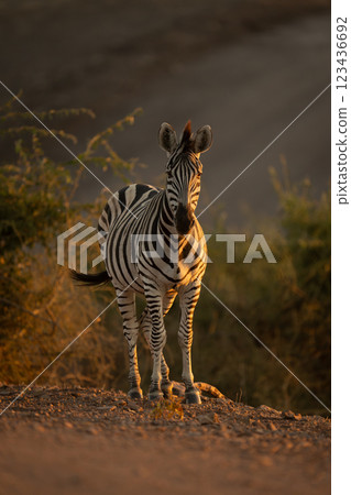 Plains zebra stands near bushes watching camera Plains zebra stands near bushes watching camera 123436692