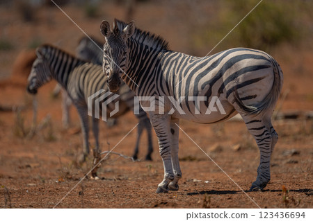 Plains zebra stands with others watching camera Plains zebra stands with others watching camera 123436694