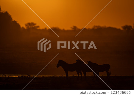 Plains zebras stand on riverbank at dusk Plains zebras stand on riverbank at dusk 123436695