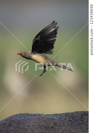 Red-billed oxpecker flies over Cape buffalo spine 123436698