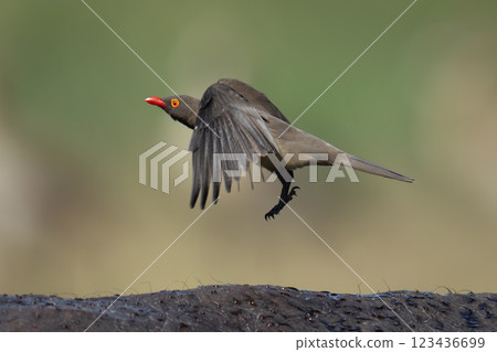 Red-billed oxpecker on Cape buffalo takes off 123436699