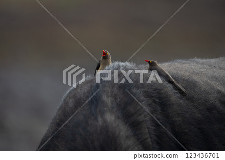 Red-billed oxpeckers on shoulder of Cape buffalo 123436701