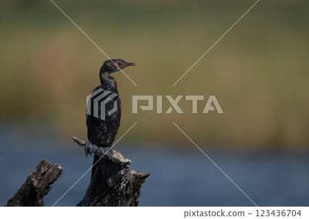 Reed cormorant on tree stump in river 123436704