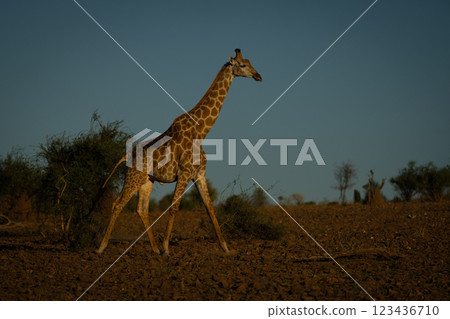 Southern giraffe crosses rocky slope at dusk 123436710