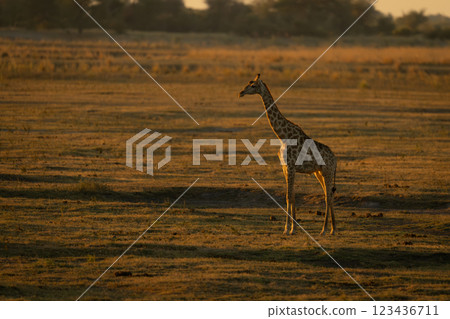 Southern giraffe stands on floodplain at sunset 123436711
