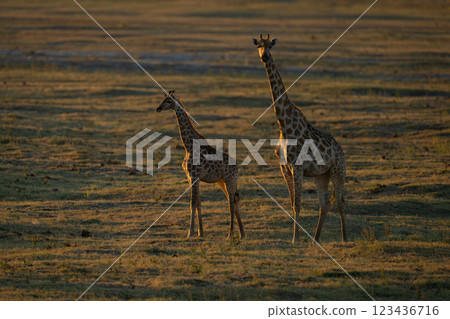 Southern giraffes stand on floodplain at sunset Southern giraffes stand on floodplain at sunset 123436716