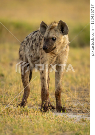 Spotted hyena standing on grass turning head Spotted hyena standing on grass turning head 123436717