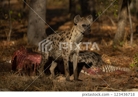 Spotted hyena stands in wood by carcase 123436718