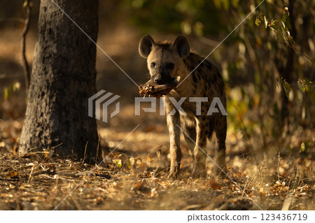 Spotted hyena stands in wood holding meat Spotted hyena stands in wood holding meat 123436719