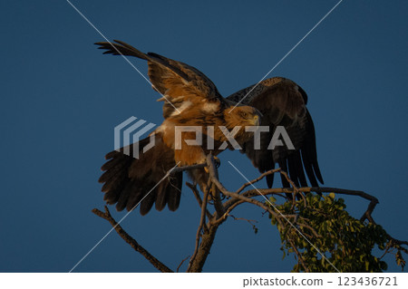 Tawny eagle flaps wings on leafy treetop 123436721